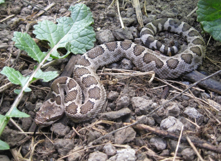 Northern Pacific Rattlesnake